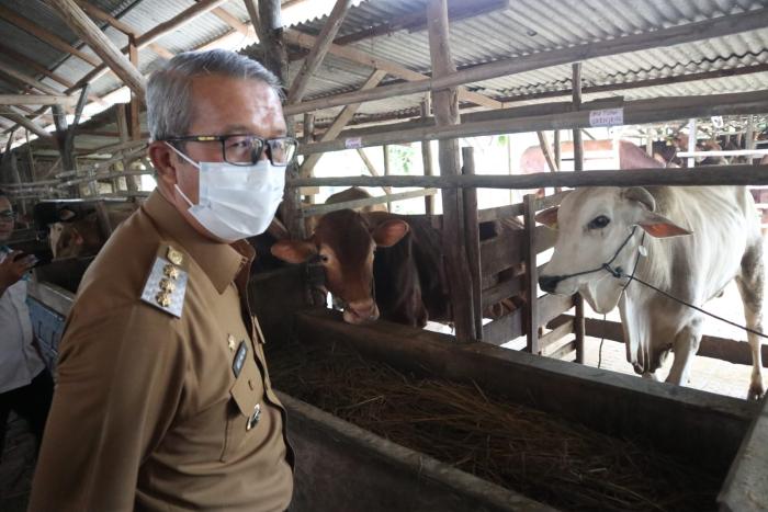 Beli Hewan Kurban Wajib Ada Label! Pj Wali Kota Cirebon Pastikan Hewan Kurban Sehat dan Layak